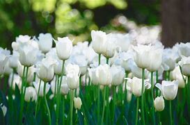 Image result for White Tulip iPhone Wallpaper