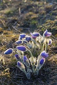 Image result for Czech Republic National Flower