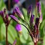 Image result for Dodecatheon pulchellum Red Wings