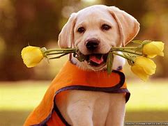 Image result for Spring Dog Photoshoots