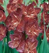 Billedresultat for Gladiolus Chocolate