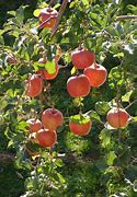 Image result for 3 Metre Apple Tree