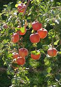 Image result for Tall Apple Tree