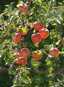 Image result for Companion Planting Apple Tree Chart