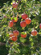 Image result for Oklahoma Apple Tree