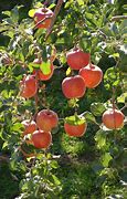 Image result for Fuji Apple Tree