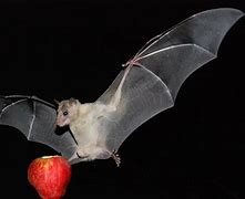 Image result for Apple Bat