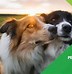 Image result for Pet Photography Ideas