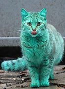Image result for Yikes Cat