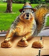 Image result for Animal Humor Squirrel Funny