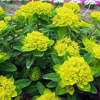 Image result for Euphorbia polychroma