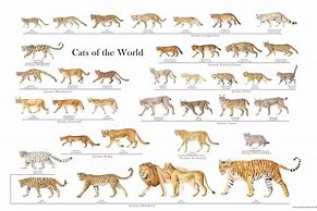 Image result for Picture 1Mb Size Cats