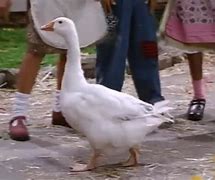 Image result for Barney Counting Goose