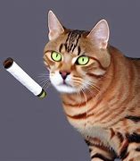 Image result for Cat Smoking a Pipe