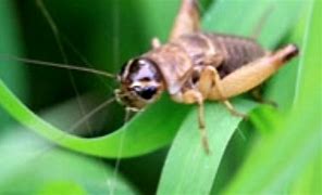 Image result for Crickets to Eat