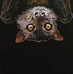 Image result for Cute Bat Art