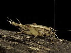 Image result for Aninme Crickets