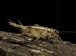 Image result for Crickets Singing at Night