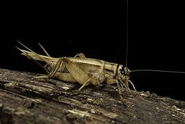 Image result for Cricket the Bug