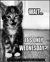 Image result for Wednesday Funny Animals