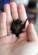 Image result for World's Smallest Bat