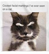 Image result for Bandana Cat Meme