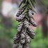 Image result for cryptomeria_japonica