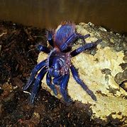 Image result for Brazilian Blue Tarantula