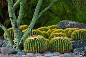 Image result for Golden Barrel Cactus Landscape