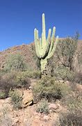 Image result for Arizona Desert Cactus Sunset