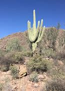 Image result for Arizona Desert Plants