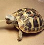 Image result for Cool Sea Turtle
