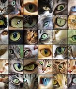 Image result for Crying Cat Eyes Meme