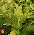 Physocarpus opulifolius Angel Gold માટે ઇમેજ પરિણામ