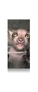 Image result for Ugly Animals Images