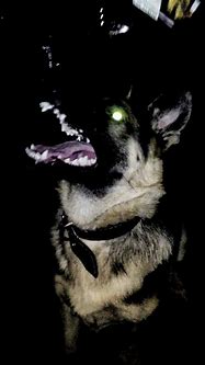 Image result for Scary Dog Silhouette