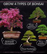 Image result for Bonsai Tree Seeds