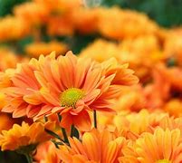Image result for Plants with Orange Flowers