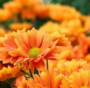 Image result for Orange Flowers Amazing