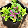 Image result for Polygala chamaebuxus Grandiflora