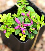 Bildergebnis für Polygala chamaebuxus Grandiflora