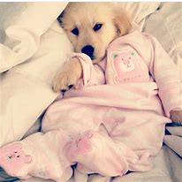 Image result for Pajama Time Cute Dog
