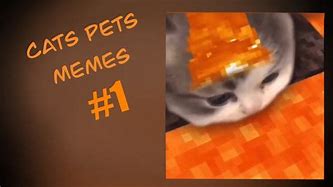 Image result for Always Pets Memes