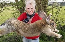 Image result for Welsh Giant Rabbit