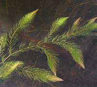 Image result for ceratophyllum_demersum