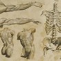 Image result for Anatomical Wallpaper