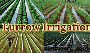 furrow irrigation 的图像结果