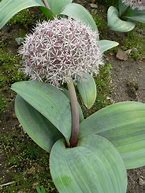 Image result for Allium karataviense Ivory Queen