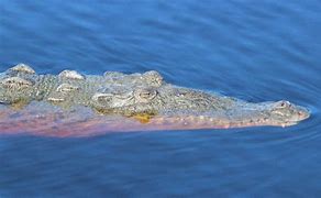 Image result for Florida Crocodile