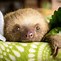 Image result for Angry Sloth